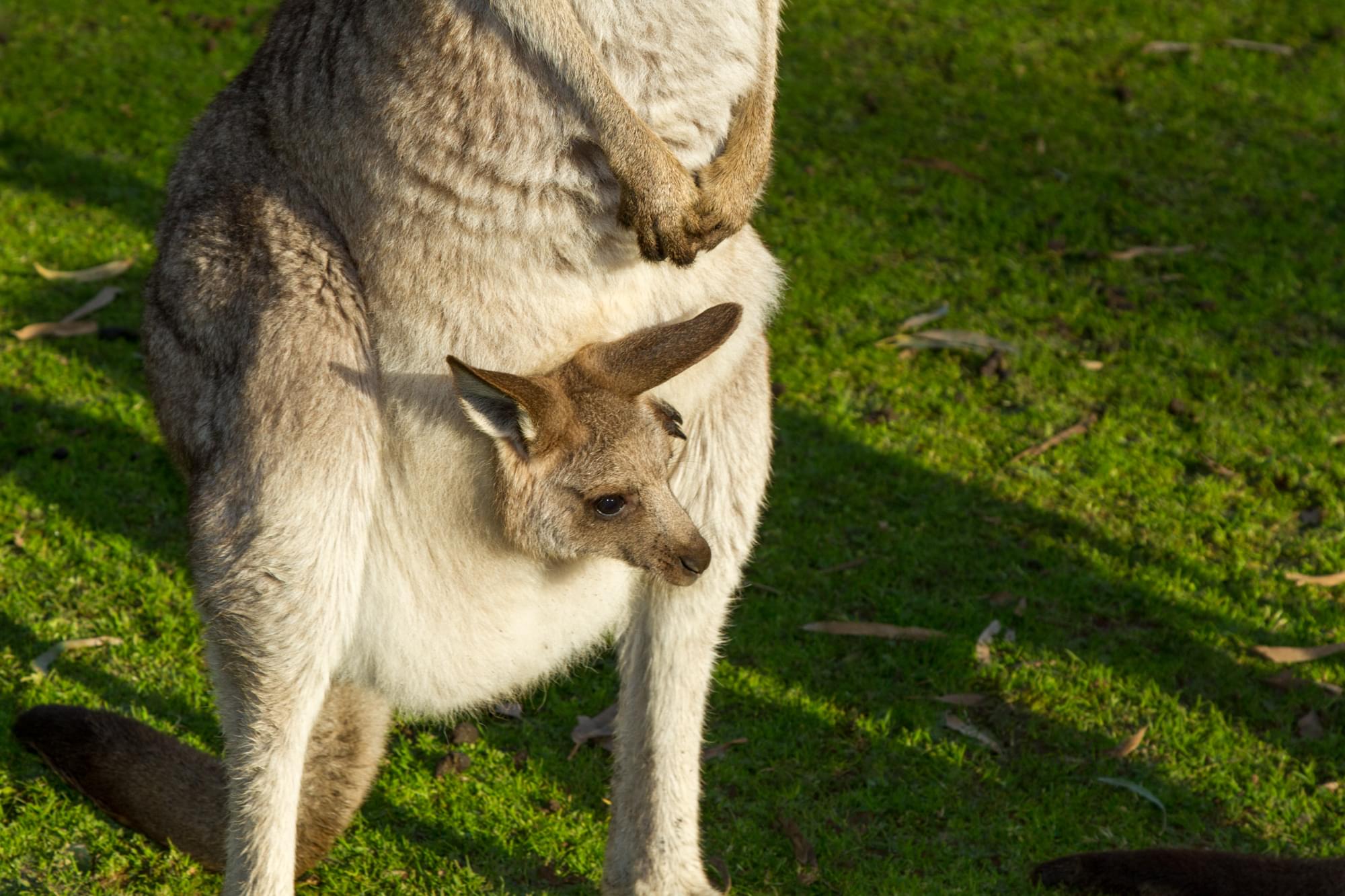 24_20150803   AUS 057   Melbourne_